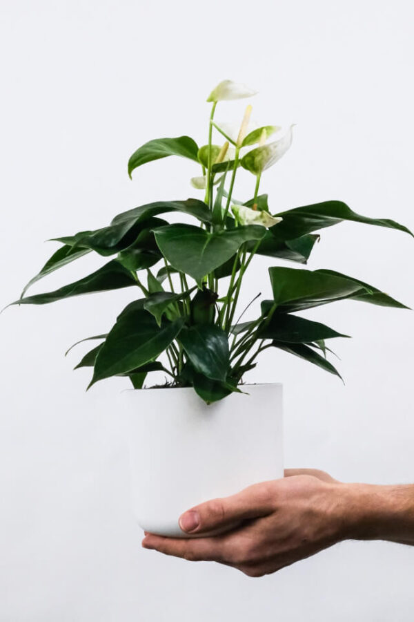Aglaonema Red Siam Aurora - Image 2