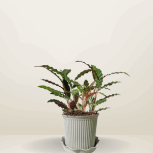 Calathea Furry Feather