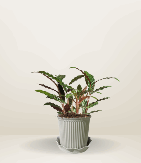 Calathea Furry Feather