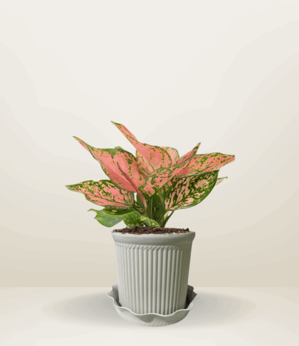 Aglaonema Wishes