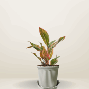 Aglaonema Red Siam Aurora