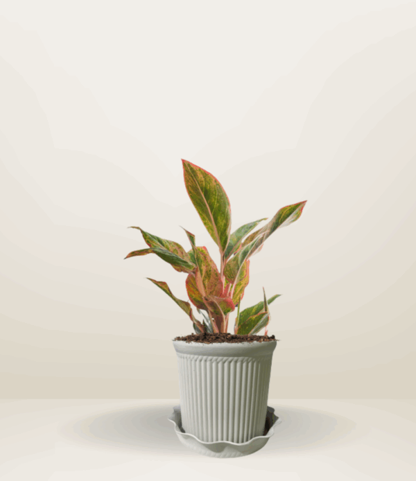 Aglaonema Red Siam Aurora