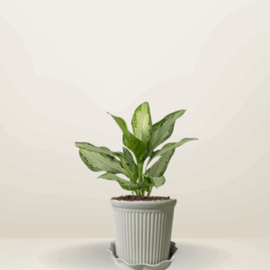 Aglaonema Silver King
