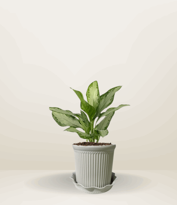 Aglaonema Silver King