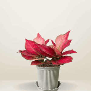 Aglaonema Red Master
