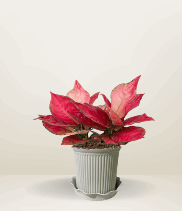 Aglaonema Red Master