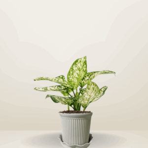 Aglaonema Snow White