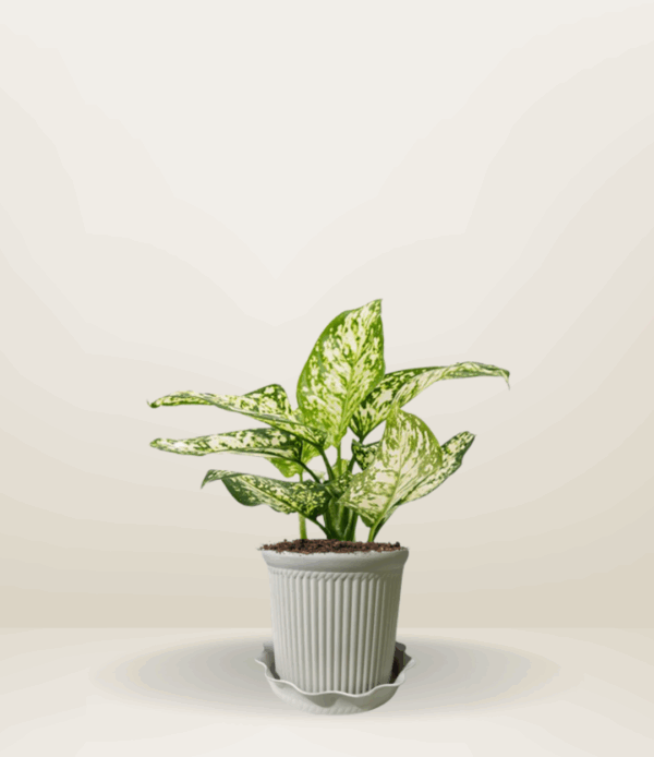 Aglaonema Snow White