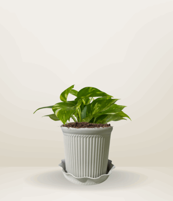 Golden Pothos