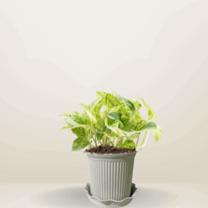 Marble Queen Pothos