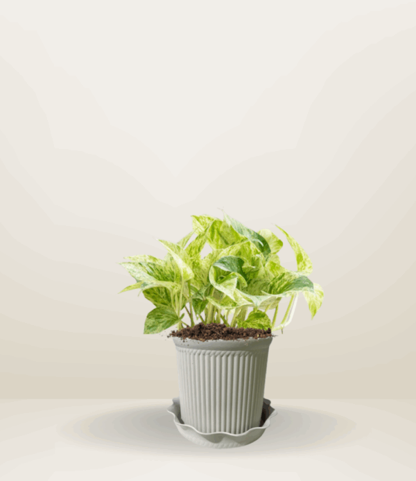 Marble Queen Pothos