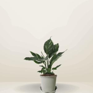 Variegated Peace Lily