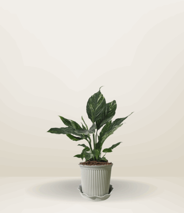 Variegated Peace Lily
