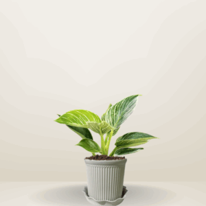 Philodendron Birkin