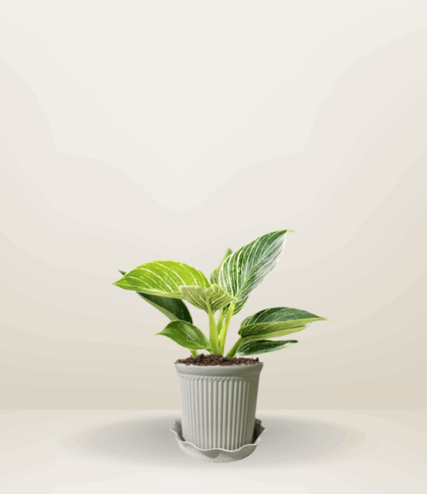 Philodendron Birkin