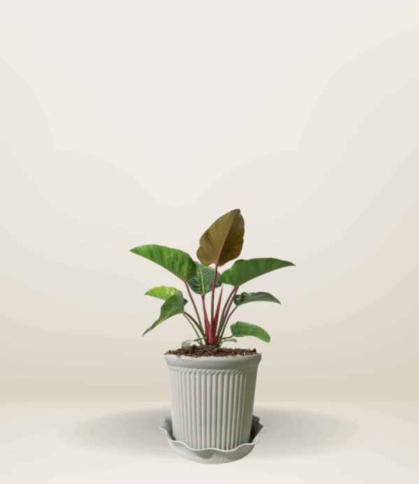 Philodendron Red Congo
