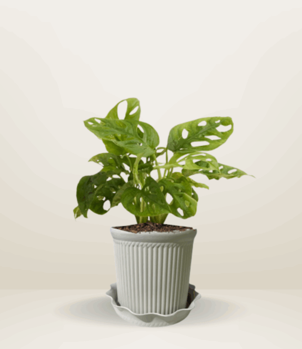 Monstera Adansonii