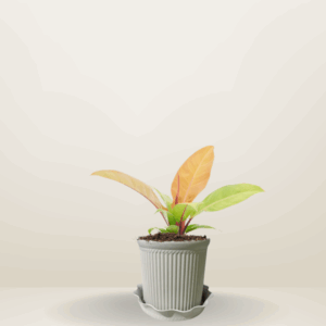 Philodendron Orange Prince