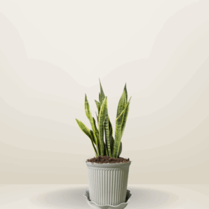 Snake Plant