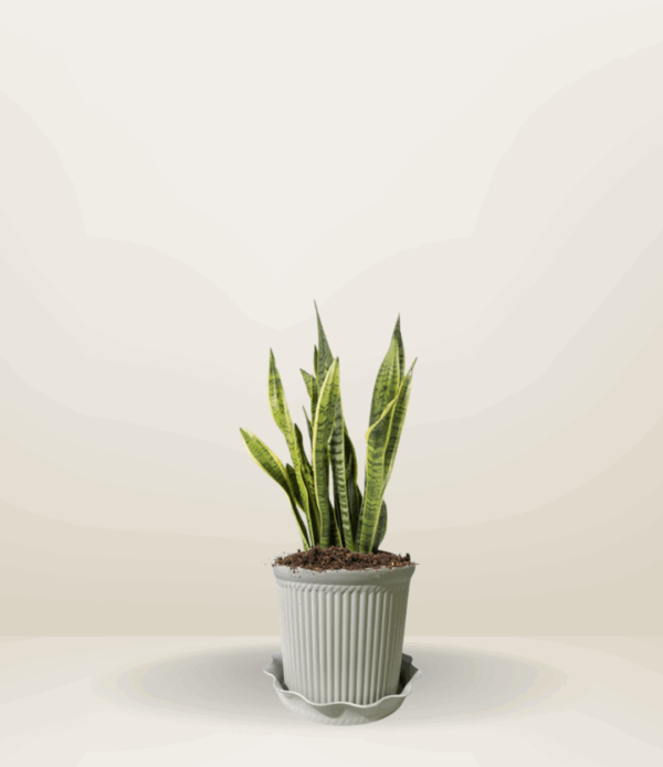 Snake Plant