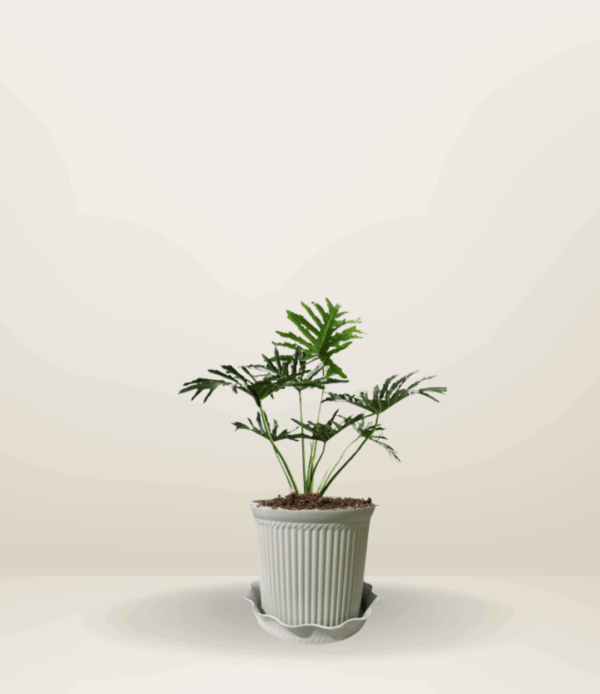 Philodendron Selloum