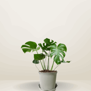 Monstera Deliciosa