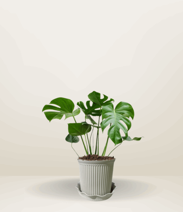 Monstera Deliciosa