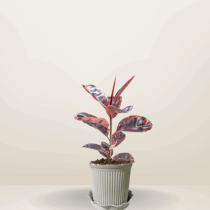 Ruby Rubber Tree