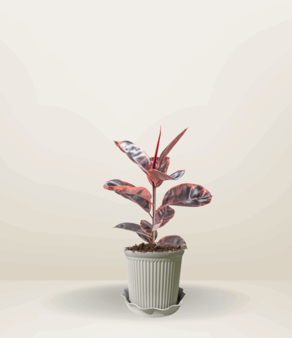 Ruby Rubber Tree