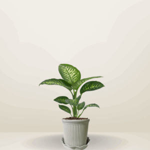 Dumbcane