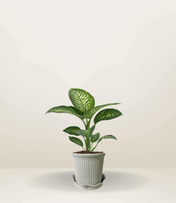 Dumbcane