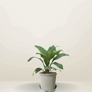 Sensation Plant