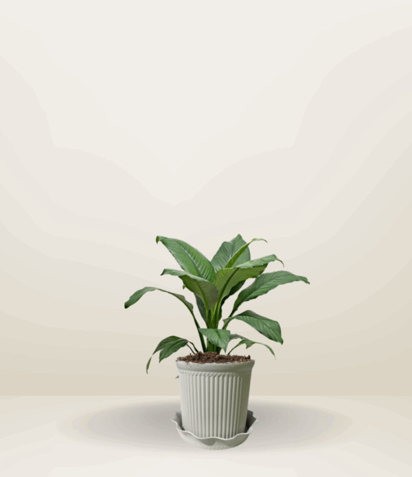 Sensation Plant