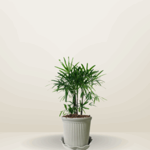 Lady Palm