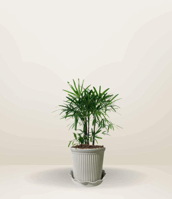 Lady Palm