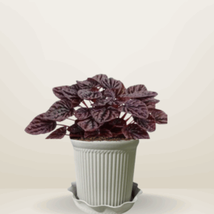 Ripple Red Caperata