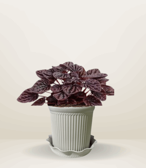 Ripple Red Caperata