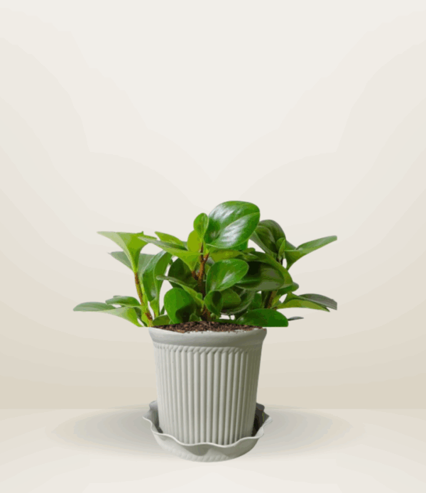 Peperomia Obtusifolia  (Baby Rubber Plant)