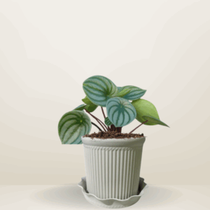 Peperomia Watermelon