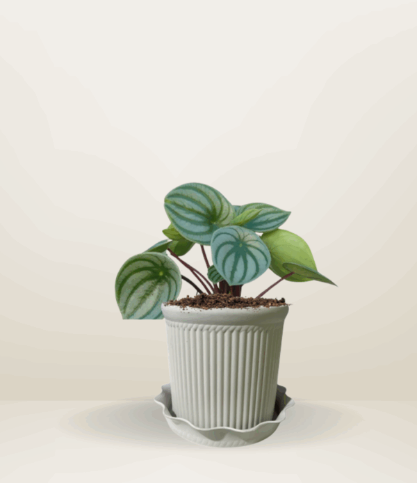 Peperomia Watermelon