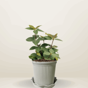 Puteolata Peperomia