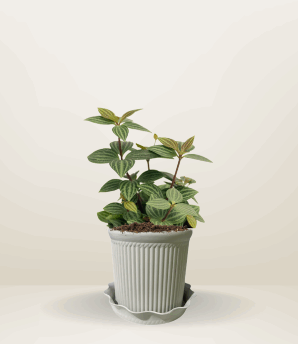 Puteolata Peperomia