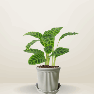 Calathea Zebrina