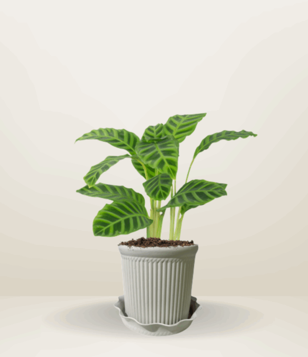 Calathea Zebrina