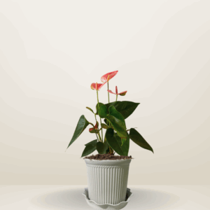 Anthurium