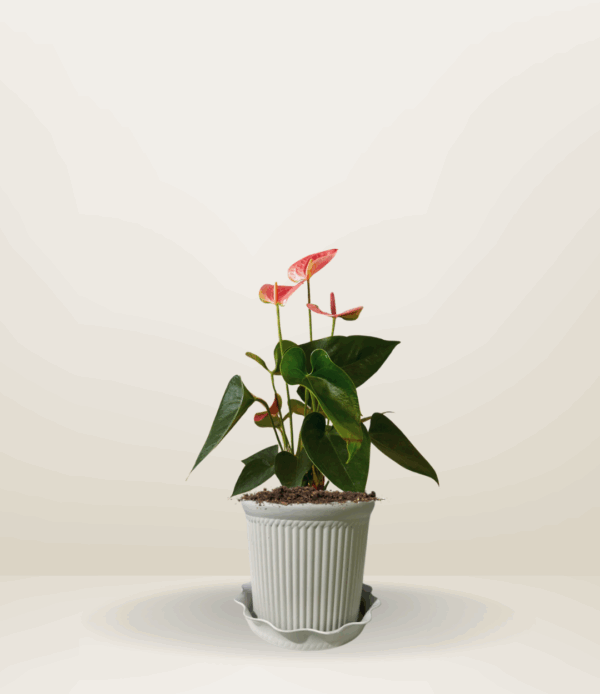 Anthurium