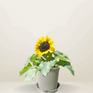 Dwarf Sunflower