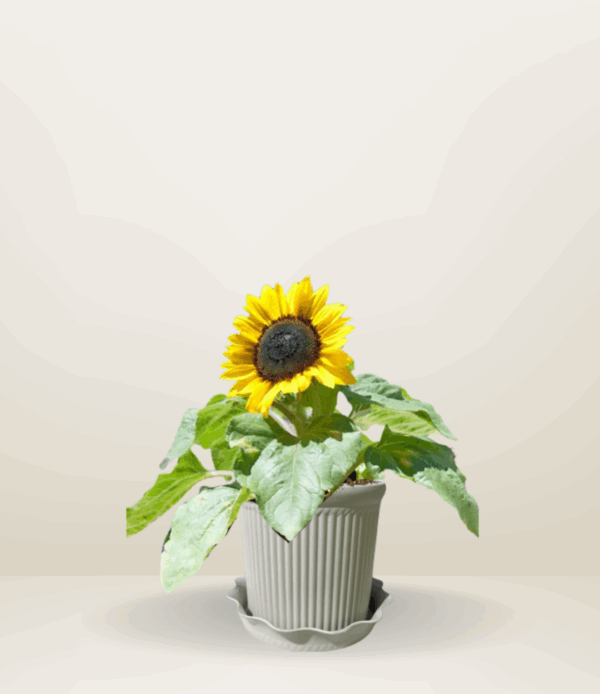 Dwarf Sunflower