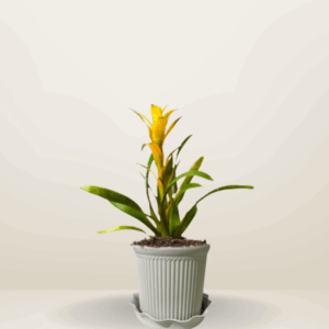Scarlet Star Bromeliad