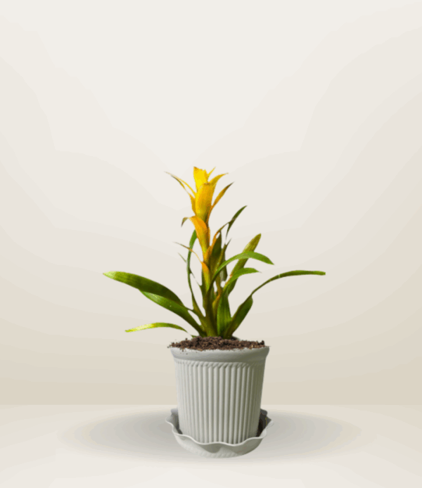 Scarlet Star Bromeliad